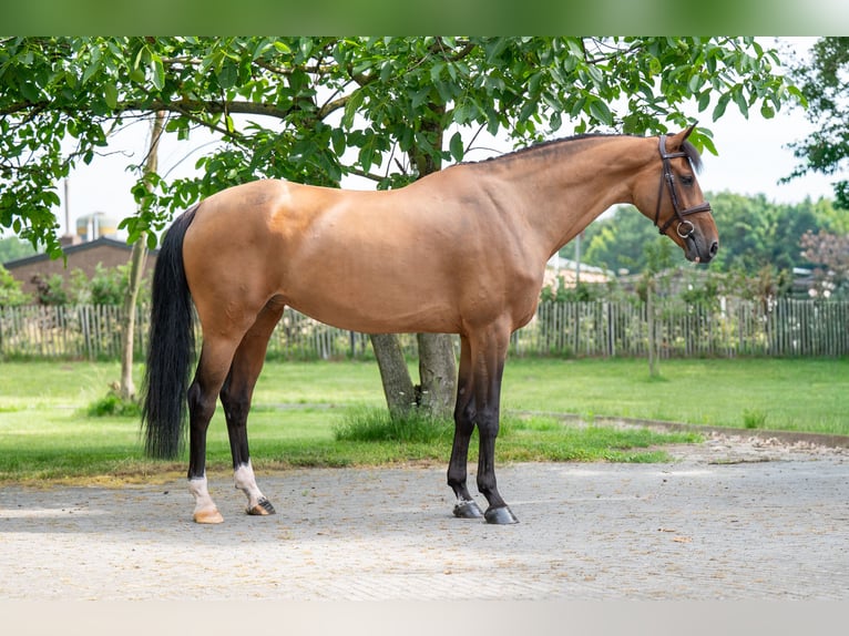 Zweeds warmbloed Merrie 8 Jaar 166 cm Bruin in GROTE-BROGEL