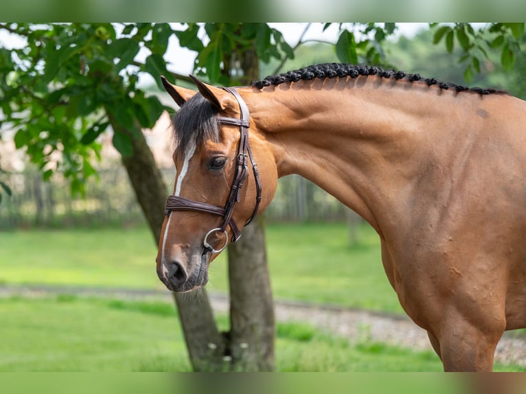 Zweeds warmbloed Merrie 8 Jaar 166 cm Bruin in GROTE-BROGEL