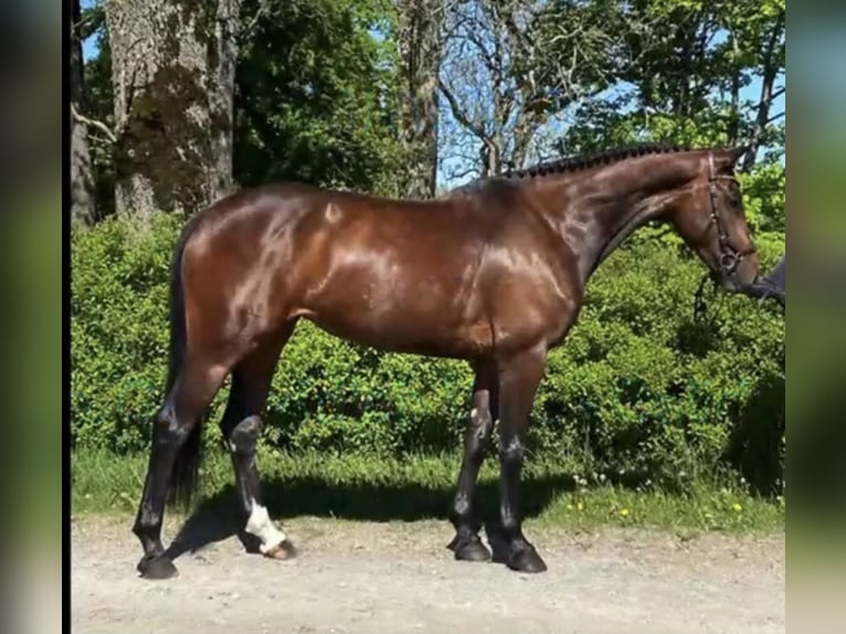 Zweeds warmbloed Merrie 8 Jaar 166 cm Roodbruin in Västerås