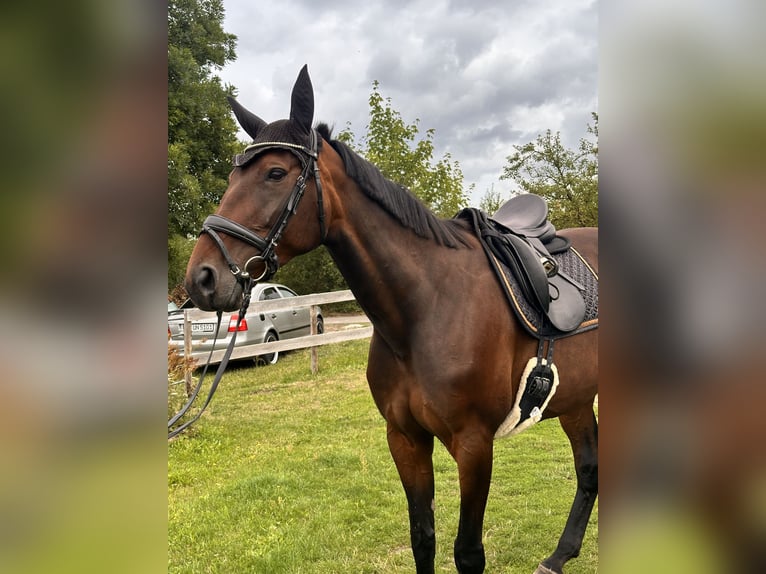 Zweeds warmbloed Mix Merrie 8 Jaar 167 cm Donkerbruin in Leipzig