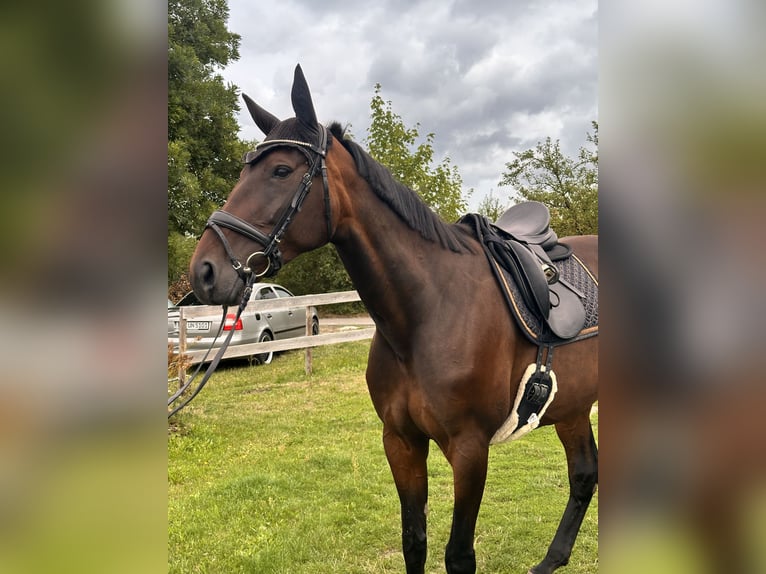 Zweeds warmbloed Mix Merrie 8 Jaar 167 cm Donkerbruin in Leipzig