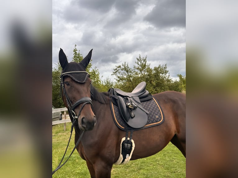 Zweeds warmbloed Mix Merrie 8 Jaar 167 cm Donkerbruin in Leipzig
