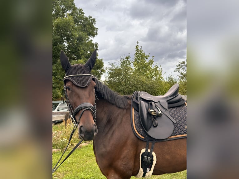 Zweeds warmbloed Mix Merrie 8 Jaar 167 cm Donkerbruin in Leipzig