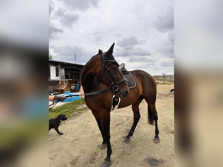 Zweeds warmbloed Mix Merrie 8 Jaar 167 cm Donkerbruin in Leipzig