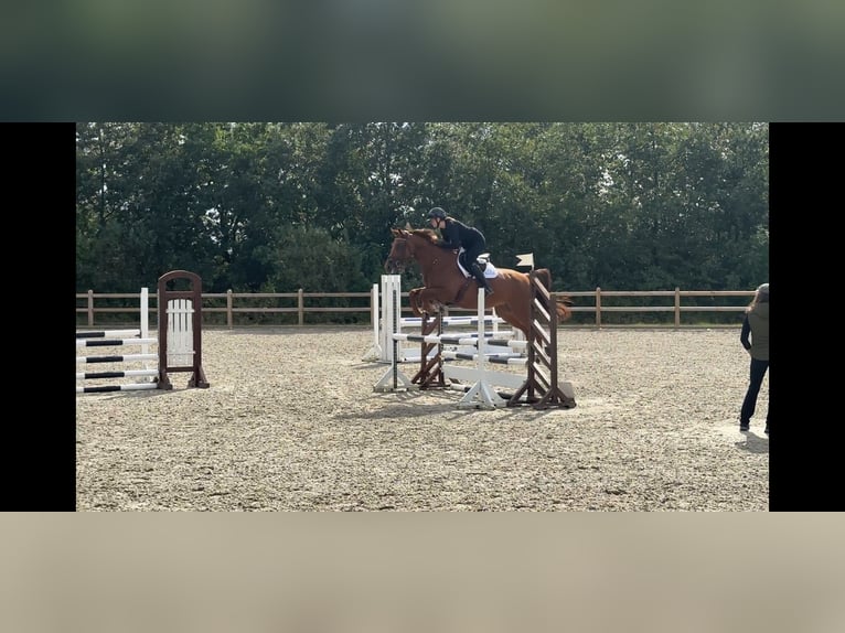 Zweeds warmbloed Merrie 8 Jaar 168 cm Donkere-vos in Silkeborg