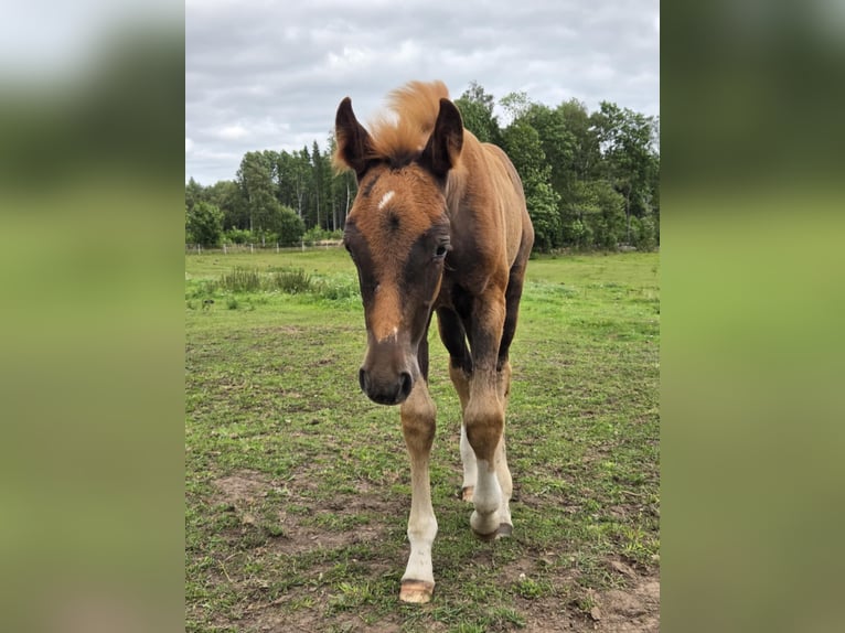 Zweeds warmbloed Merrie Veulen (06/2025) 164 cm Donkere-vos in Tidaholm
