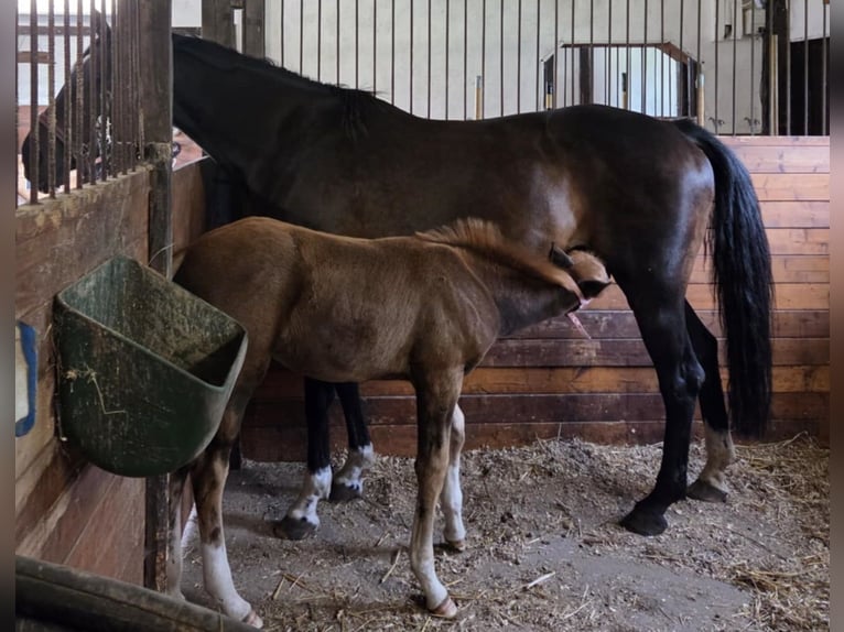Zweeds warmbloed Merrie Veulen (06/2025) 164 cm Donkere-vos in Tidaholm