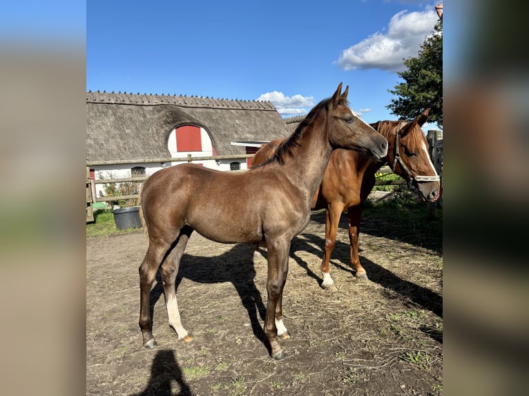 Zweeds warmbloed Merrie Veulen (05/2025) 168 cm Schimmel in Lund
