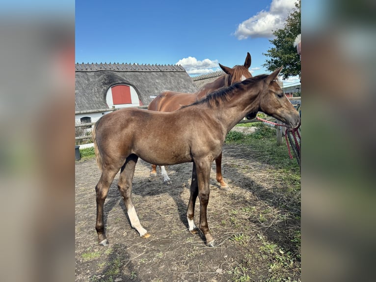 Zweeds warmbloed Merrie Veulen (05/2025) 168 cm Schimmel in Lund