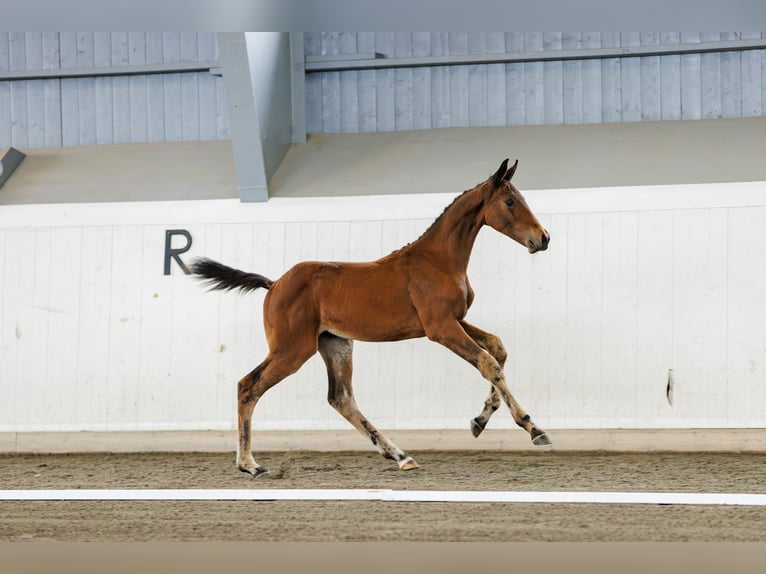 Zweeds warmbloed Merrie veulen (05/2024) 170 cm Bruin in Mellerud