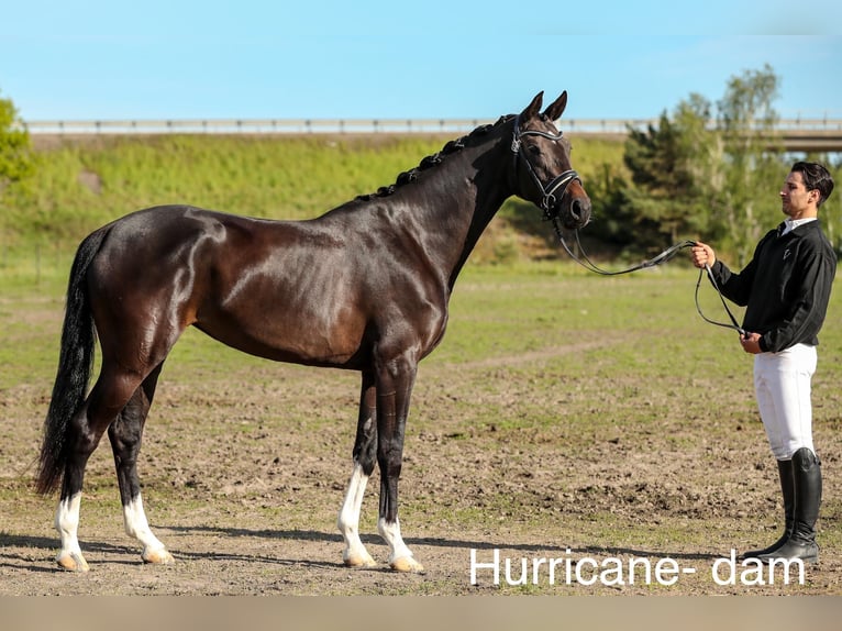 Zweeds warmbloed Merrie Veulen (06/2026) 170 cm Zwart in Varberg