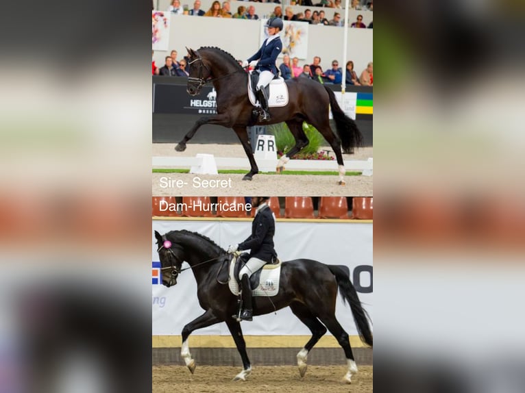 Zweeds warmbloed Merrie Veulen (06/2026) 170 cm Zwart in Varberg