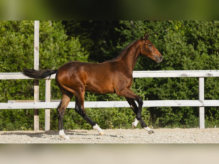 Zweeds warmbloed Merrie Veulen (03/2026) Bruin in Flyinge