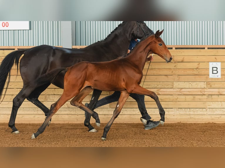 Zweeds warmbloed Merrie Veulen (04/2026) Bruin in Flyinge