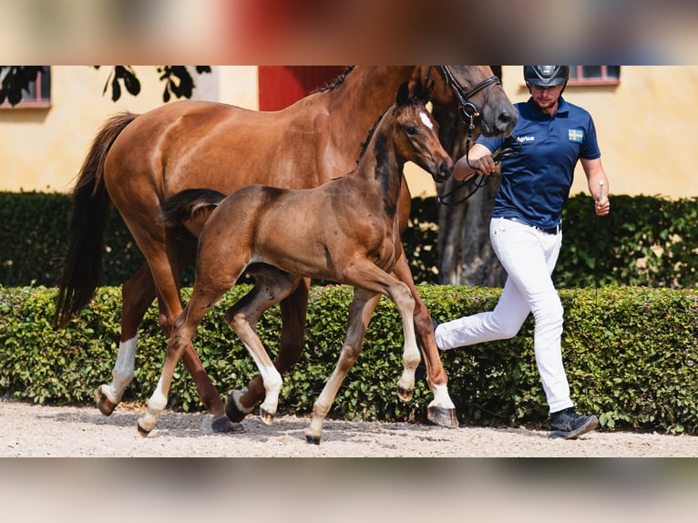 Zweeds warmbloed Merrie Veulen (06/2026) Bruin in Flyinge