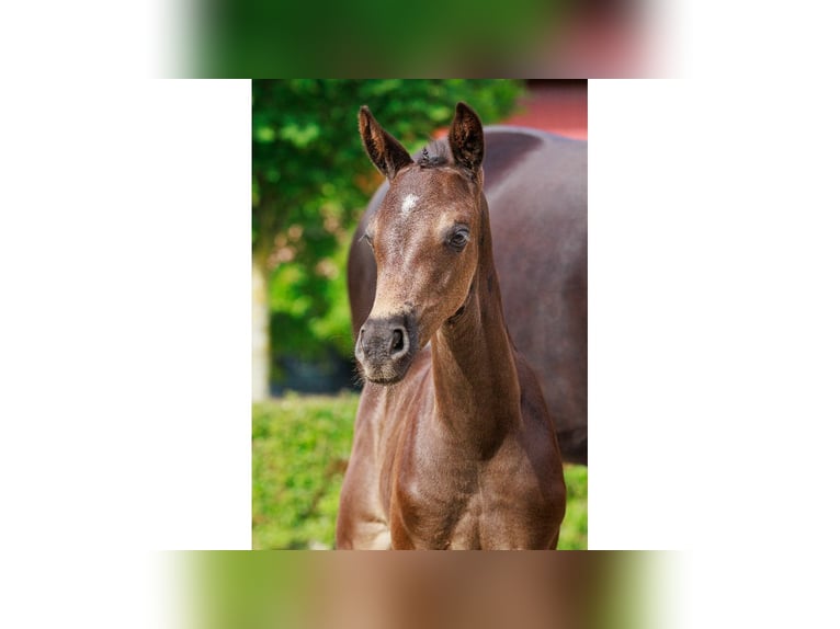 Zweeds warmbloed Merrie Veulen (07/2025) Bruin in Flyinge