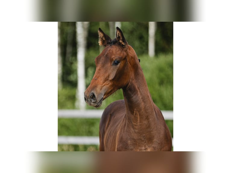 Zweeds warmbloed Merrie Veulen (03/2026) Bruin in Flyinge