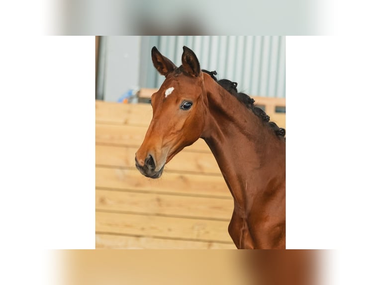Zweeds warmbloed Merrie Veulen (04/2026) Bruin in Flyinge