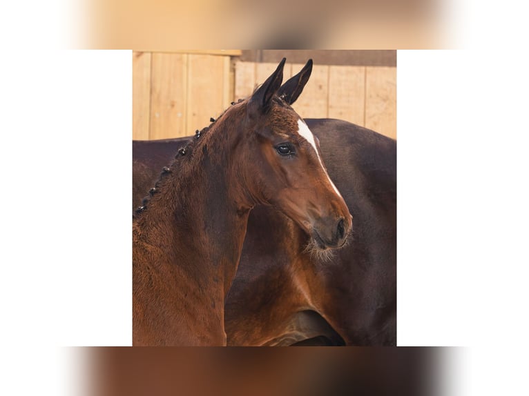 Zweeds warmbloed Merrie Veulen (05/2026) Bruin in Flyinge