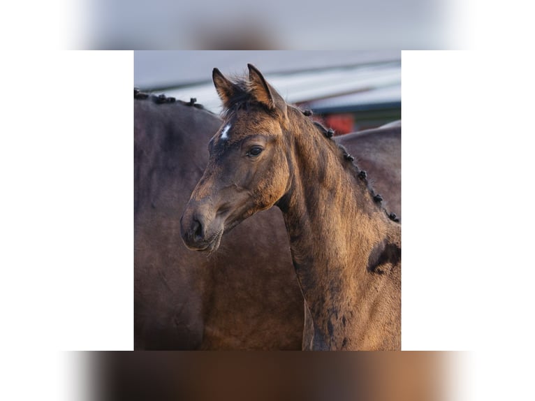 Zweeds warmbloed Merrie Veulen (05/2026) Donkerbruin in Flyinge