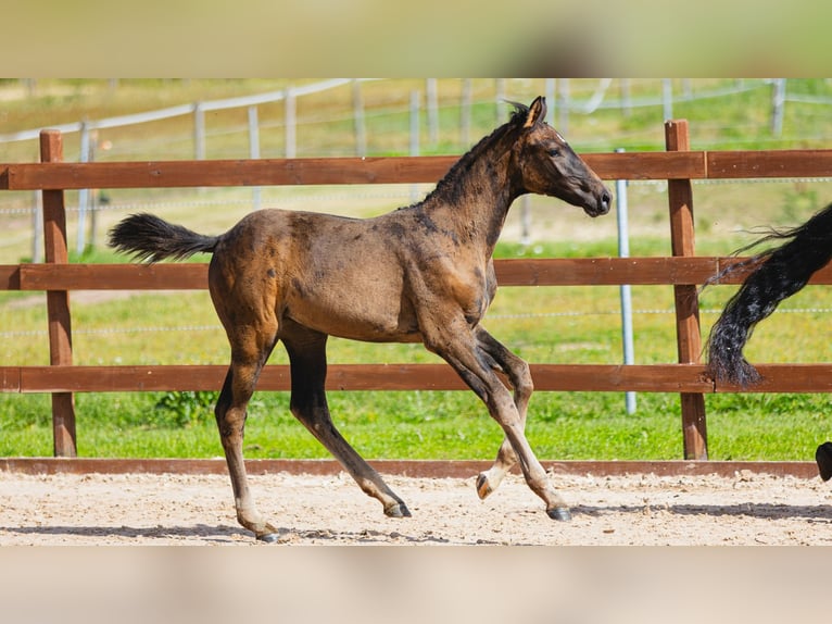 Zweeds warmbloed Merrie Veulen (05/2026) Donkerbruin in Flyinge