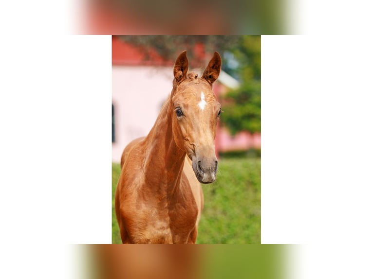 Zweeds warmbloed Merrie Veulen (05/2025) Donkere-vos in Flyinge