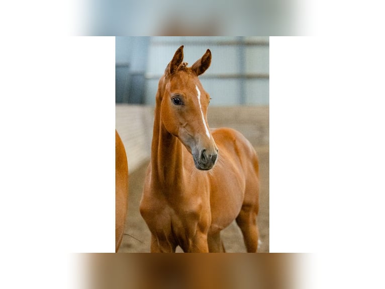 Zweeds warmbloed Merrie Veulen (04/2025) Donkere-vos in Flyinge