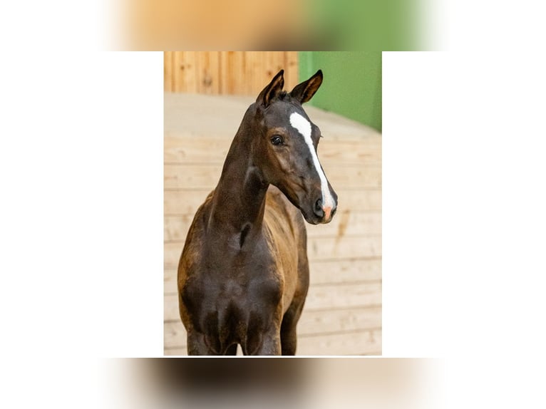 Zweeds warmbloed Merrie Veulen (05/2025) in Flyinge