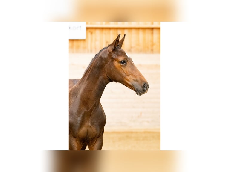 Zweeds warmbloed Merrie Veulen (05/2025) Roodbruin in Flyinge