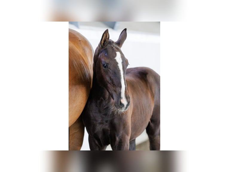 Zweeds warmbloed Merrie Veulen (05/2025) Roodbruin in Flyinge