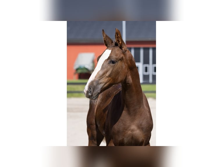 Zweeds warmbloed Merrie Veulen (05/2025) in Flyinge