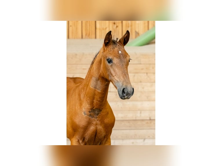 Zweeds warmbloed Merrie Veulen (06/2025) in Flyinge