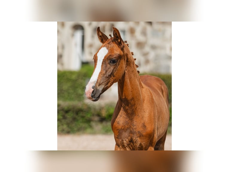 Zweeds warmbloed Merrie Veulen (05/2026) Vos in Flyinge
