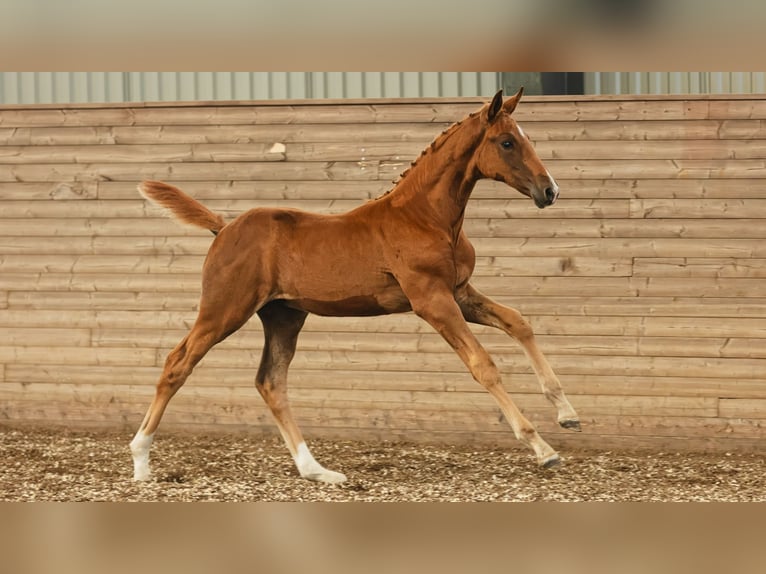 Zweeds warmbloed Merrie Veulen (06/2026) Vos in Flyinge