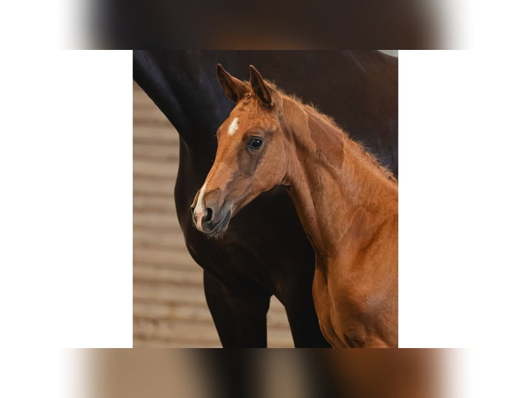 Zweeds warmbloed Merrie Veulen (06/2026) Vos in Flyinge