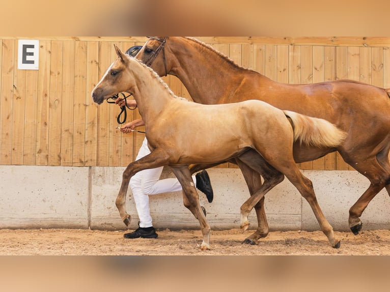 Zweeds warmbloed Merrie Veulen (03/2026) Vos in Flyinge