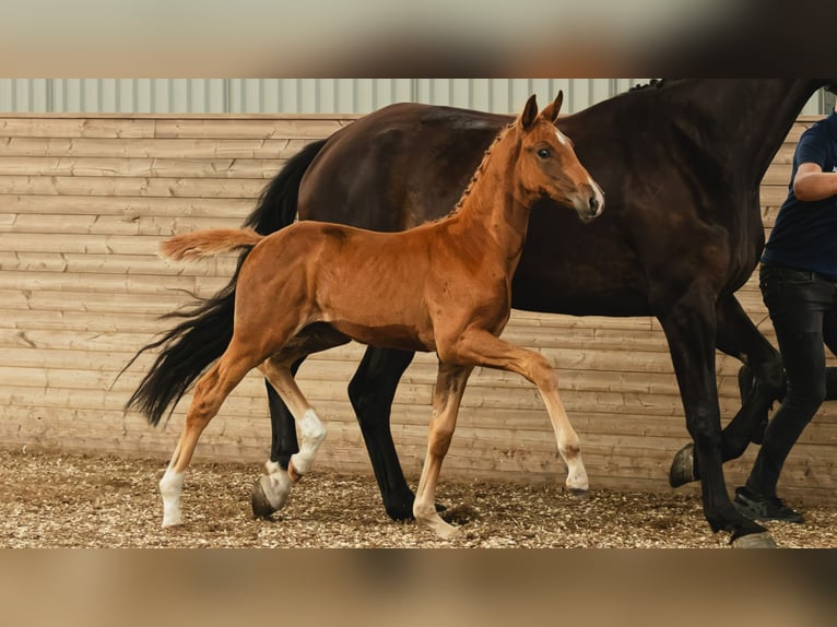 Zweeds warmbloed Merrie Veulen (06/2026) Vos in Flyinge