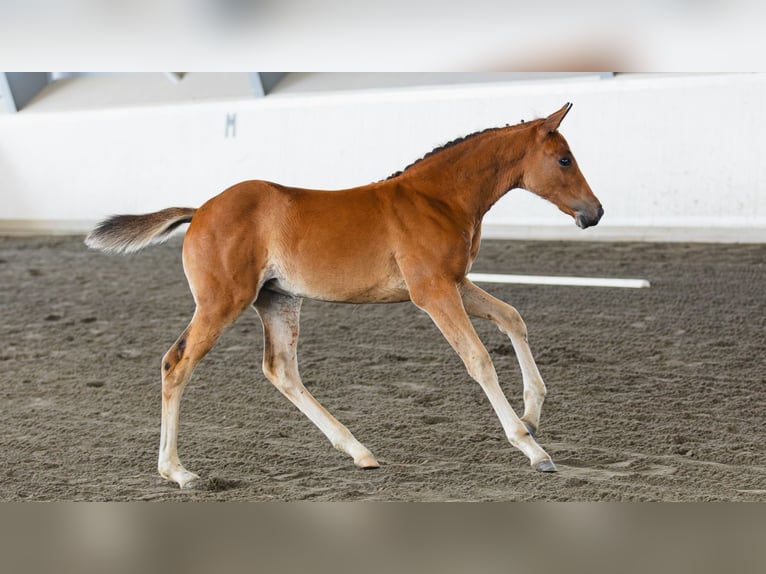 Zweeds warmbloed Merrie Veulen (06/2026) Vos in Flyinge