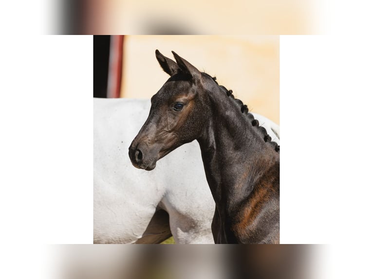 Zweeds warmbloed Merrie Veulen (05/2026) Zwart in Flyinge