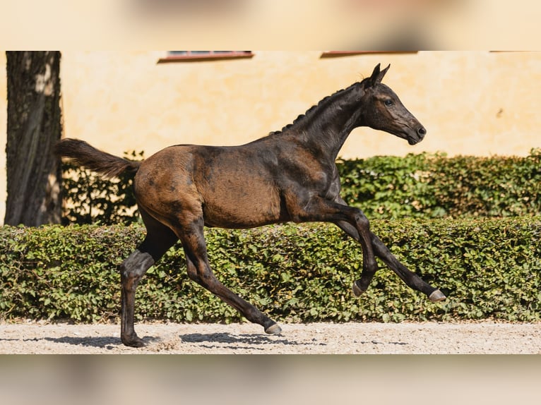 Zweeds warmbloed Merrie Veulen (05/2026) Zwart in Flyinge