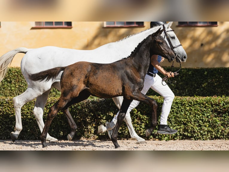 Zweeds warmbloed Merrie Veulen (05/2026) Zwart in Flyinge