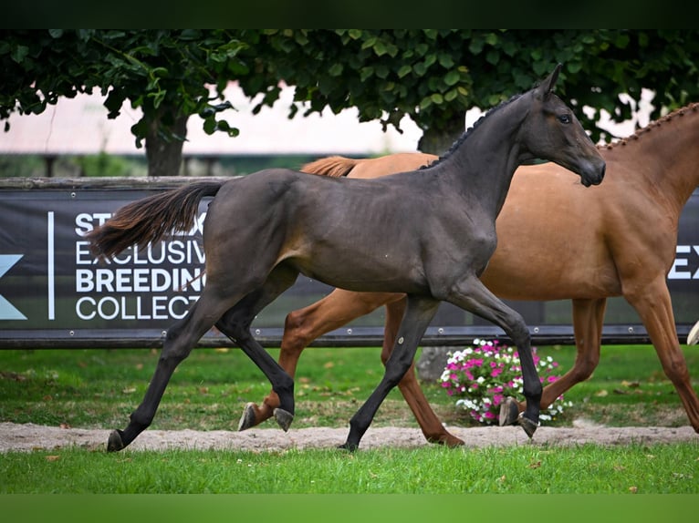 Zweeds warmbloed Merrie Veulen (01/2025) Zwart in Wolvertem