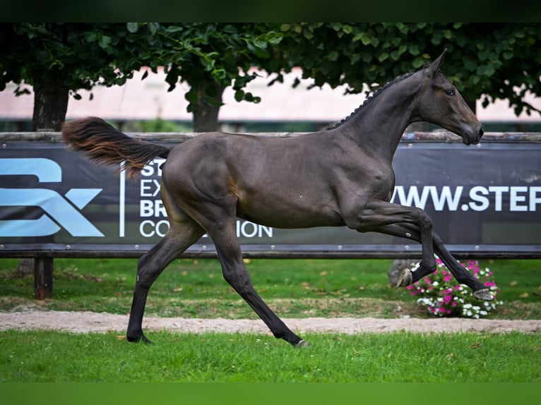 Zweeds warmbloed Merrie Veulen (01/2025) Zwart in Wolvertem