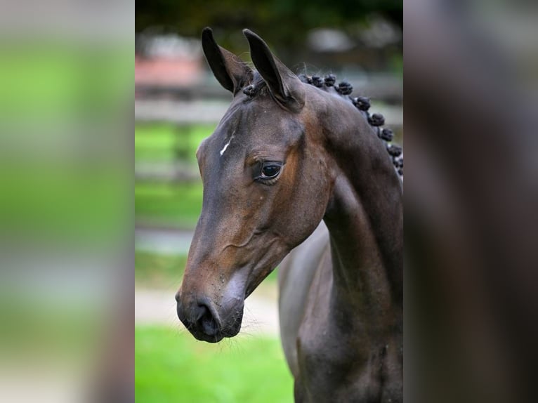 Zweeds warmbloed Merrie Veulen (01/2025) Zwart in Wolvertem