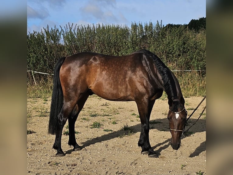 Zweeds warmbloed Mix Ruin 10 Jaar 162 cm Donkerbruin in Leipzig