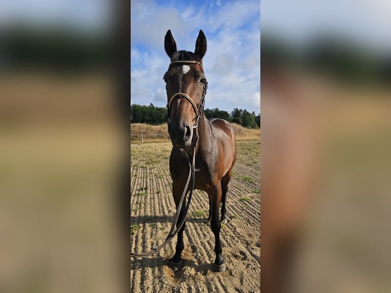 Zweeds warmbloed Mix Ruin 10 Jaar 162 cm Donkerbruin in Leipzig