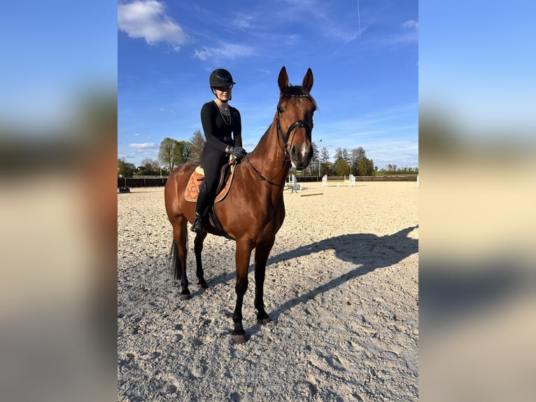 Zweeds warmbloed Mix Ruin 10 Jaar 163 cm Lichtbruin in Leipzig