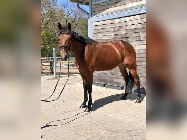 Zweeds warmbloed Mix Ruin 10 Jaar 163 cm Lichtbruin in Leipzig