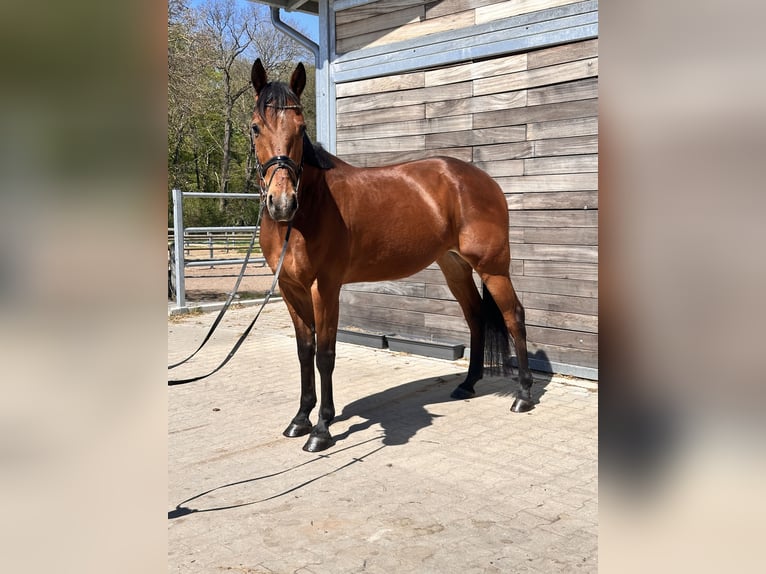 Zweeds warmbloed Mix Ruin 10 Jaar 163 cm Lichtbruin in Leipzig