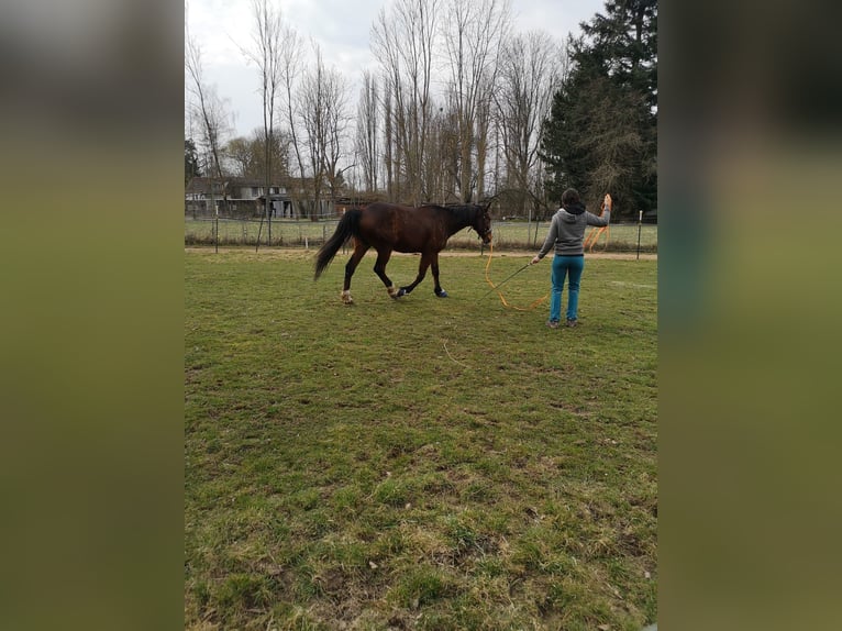 Zweeds warmbloed Ruin 11 Jaar 162 cm Bruin in Waltershausen
